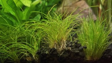 Dwarf Hairgrass