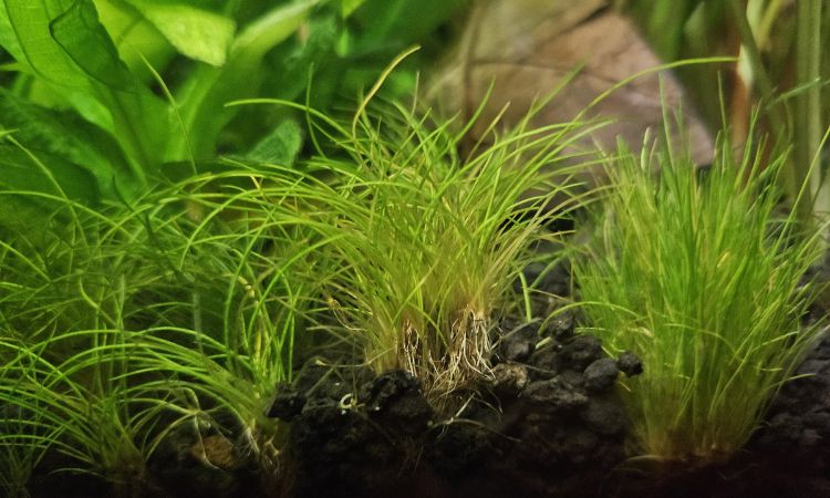 Dwarf Hairgrass