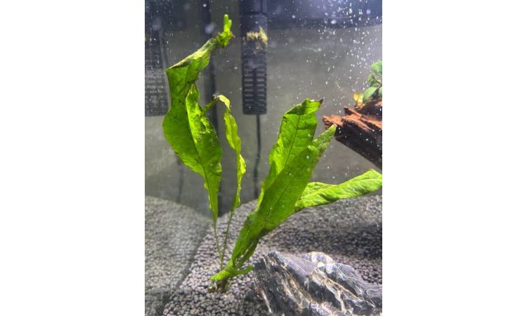 Java Fern