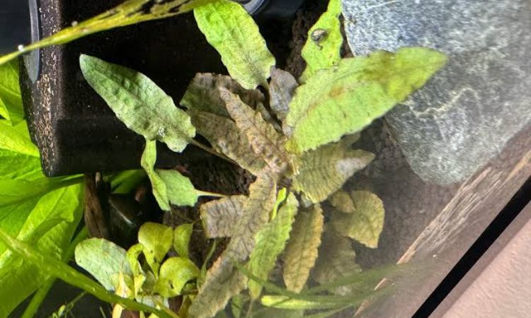 Cryptocoryne wendtii 'Bronze' or 'Green'