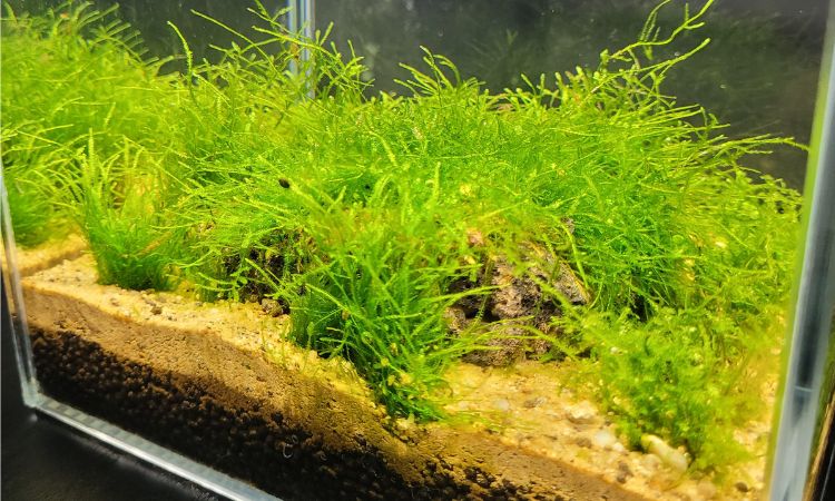 Java Moss