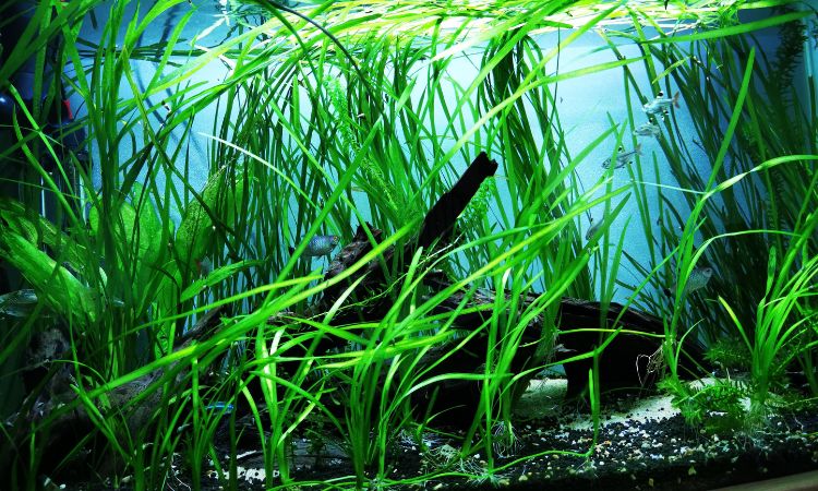 Vallisneria