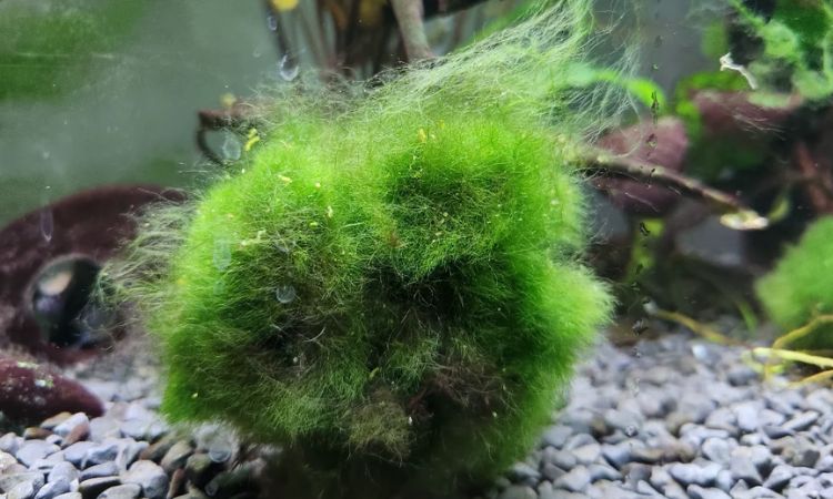 Marimo Moss Ball