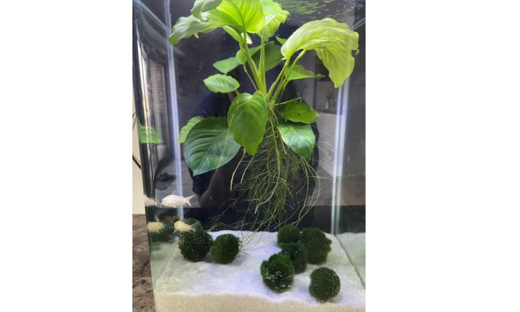 Anubias Barteri