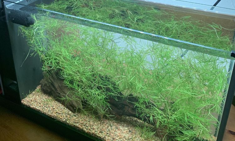 How to Propagate Guppy Grass