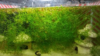 Guppy Grass