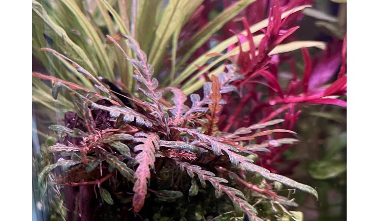 Lighting Requirements for Vibrant Coloration