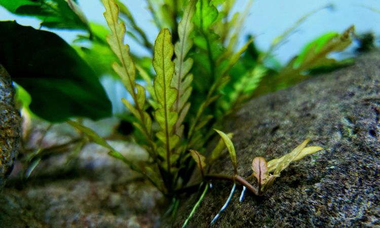 CO2 Injection and Fertilization Needs