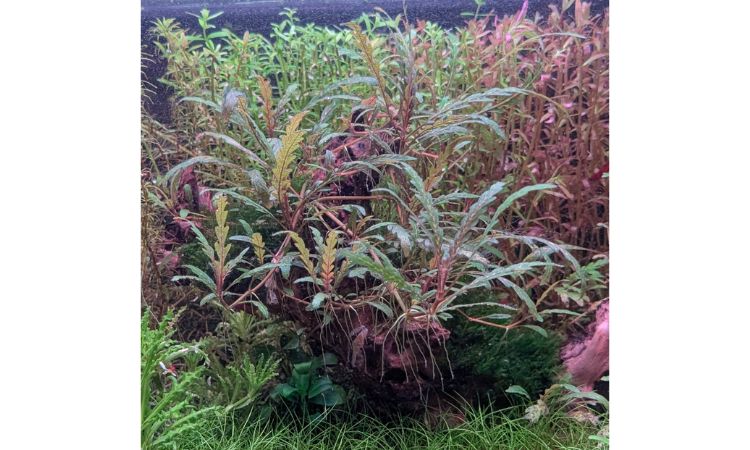 How to Propagate Hygrophila Pinnatifida