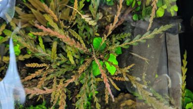 Hygrophila Pinnatifida