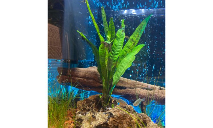 Java Fern Water Parameters and Tank Requirements