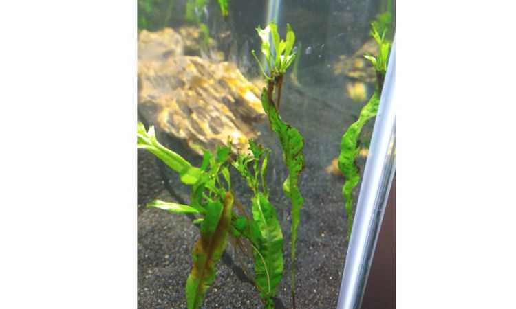 How to Propagate Java Fern 