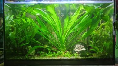 Java Fern
