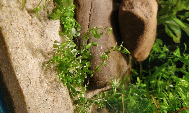 Essential Requirements for Healthy Growth