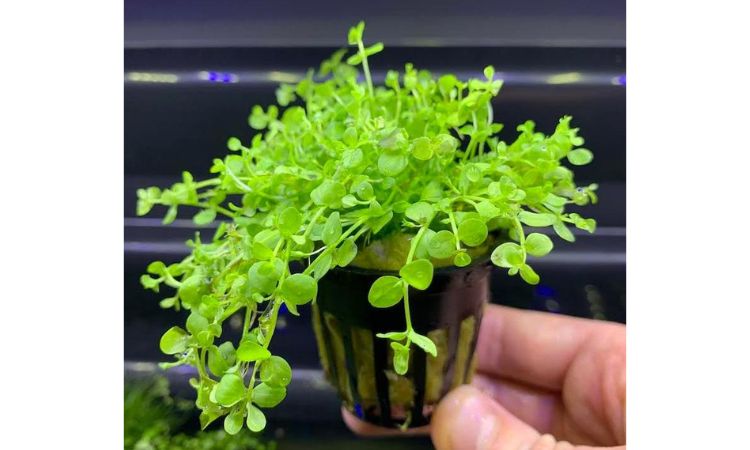 Preparing Tissue Culture Cups or Potted Bunches