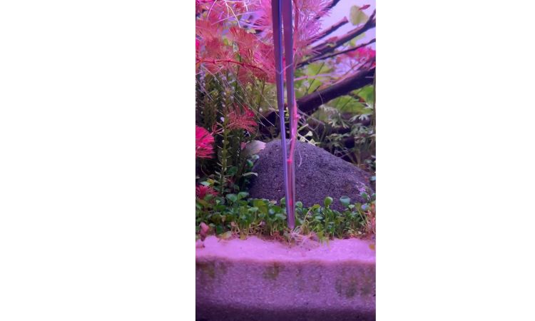 Proper Planting Technique Using Aquascaping Tweezers to Prevent Floating