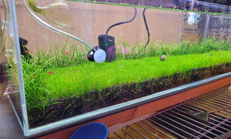 Ideal Tank Conditions