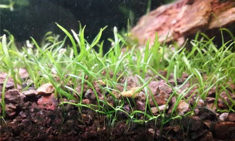 How to Plant Micro Sword