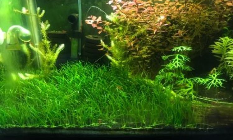 How to Grow a Full Micro Sword Carpet