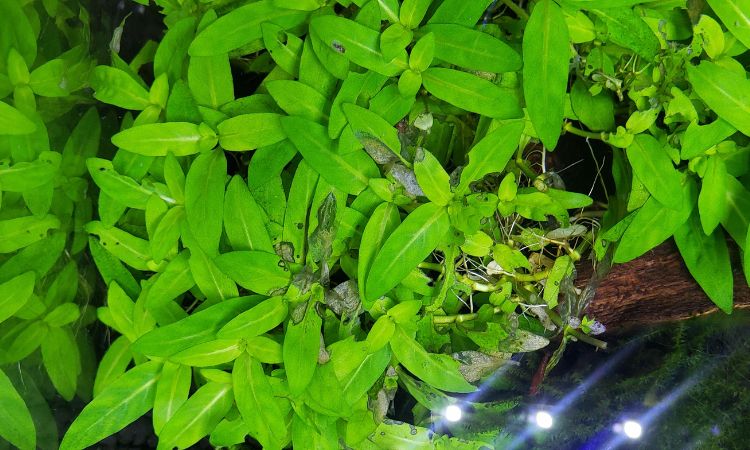 How Much Light Does S. Repens Really Need?