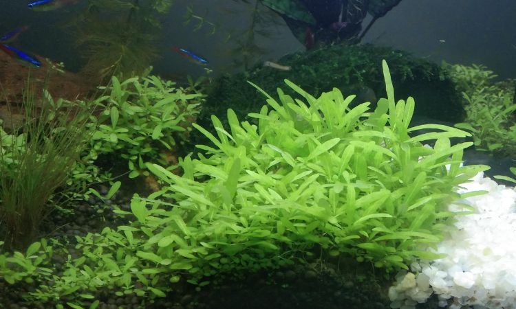 CO2 and Nutrient Injection