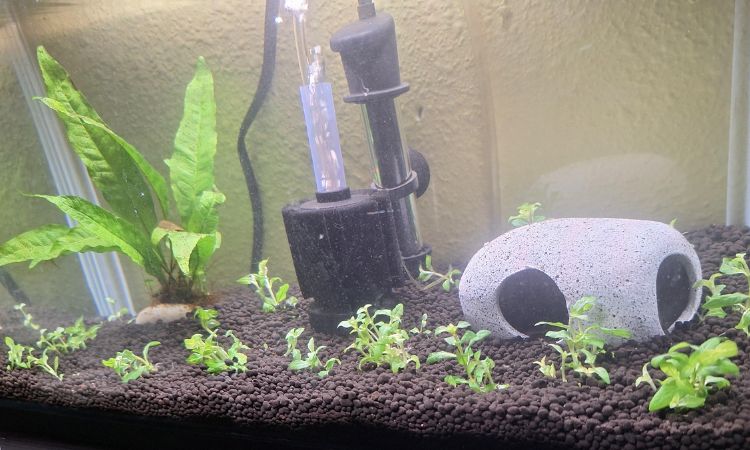 How to Plant and Propagate Staurogyne Repens