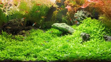 Ideal Water Parameters & Tank Conditions