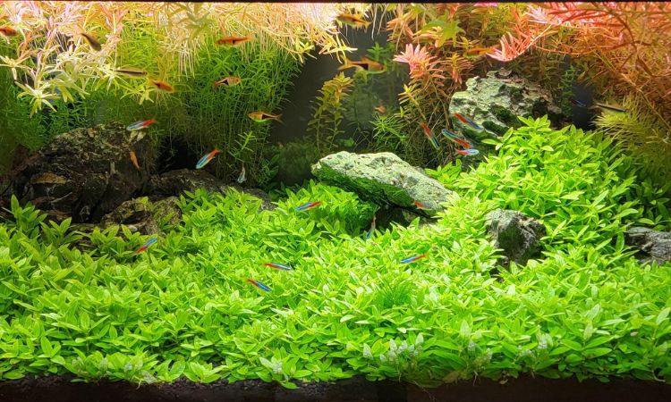 Ideal Water Parameters & Tank Conditions